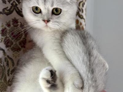 Scottish Fold Seal Point Brothers - Scottish Fold - Gallery Photo #1