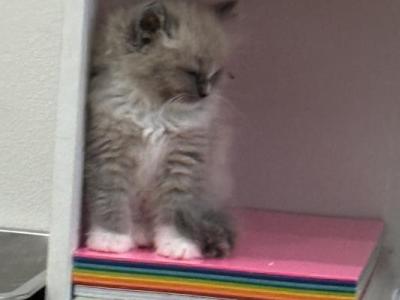 Mitted Bluepoint Mink Ragdoll - Ragdoll - Gallery Photo #1