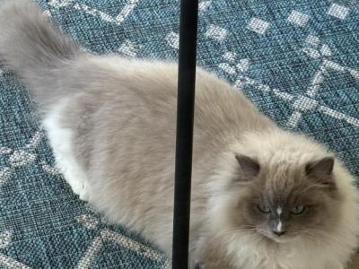 Mitted Bluepoint Mink Ragdoll - Ragdoll - Gallery Photo #1