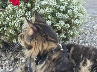 Leo Gone Home - Maine Coon - Gallery Photo #1