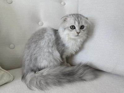 Scottish Fold Silver Chinchilla Female - Scottish Fold - Gallery Photo #1