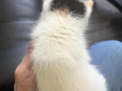 Male Calico - Maine Coon - Gallery Photo #1