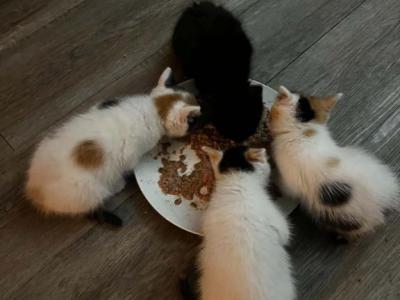 Calicos - Maine Coon - Gallery Photo #1