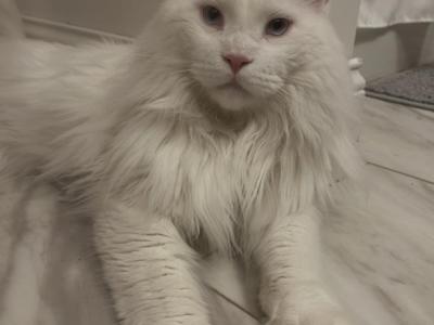 King Blue - Maine Coon - Gallery Photo #1
