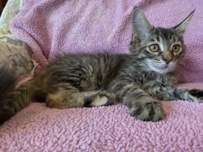 Willow - Maine Coon - Gallery Photo #1