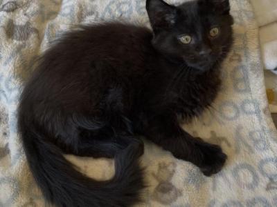 Raisin - Maine Coon - Gallery Photo #1