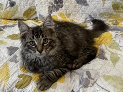 Fluff - Maine Coon - Gallery Photo #1