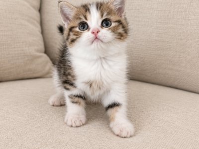 Bella Scottish Kitten - Scottish Straight - Gallery Photo #1