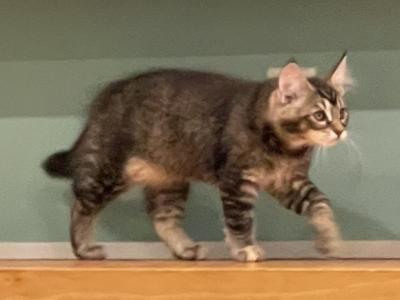 Greta - Maine Coon - Gallery Photo #1
