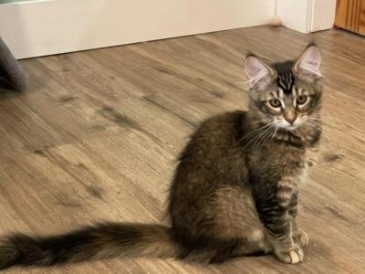 Greta - Maine Coon - Gallery Photo #1