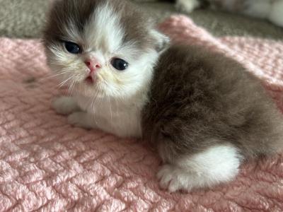 Bruno - Persian - Gallery Photo #1
