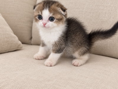 Lia Scottish Fold Kitten - Scottish Fold - Gallery Photo #1