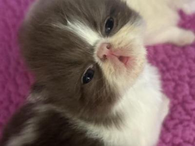Asher - Persian - Gallery Photo #1