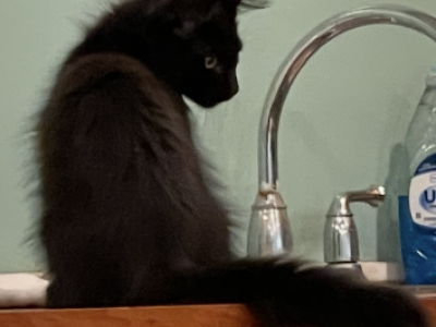 Onyx - Maine Coon - Gallery Photo #1
