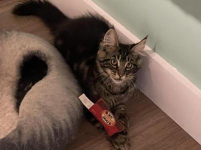 Leo - Maine Coon - Gallery Photo #1