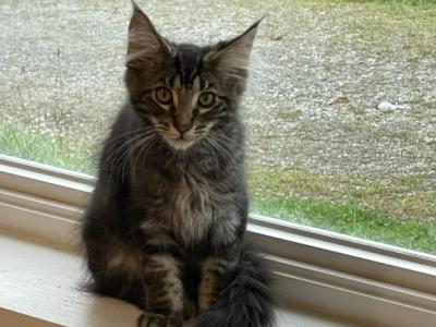 Felix - Maine Coon - Gallery Photo #1