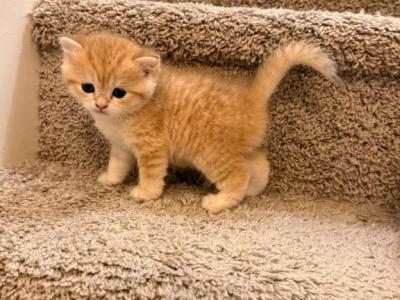 Mira - British Shorthair - Gallery Photo #1