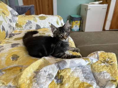 Lenix - Maine Coon - Gallery Photo #1