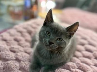 Russian Blue MainCoon - Russian Blue - Gallery Photo #1