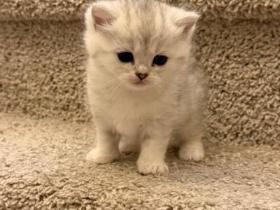 Mina - British Shorthair - Gallery Photo #1