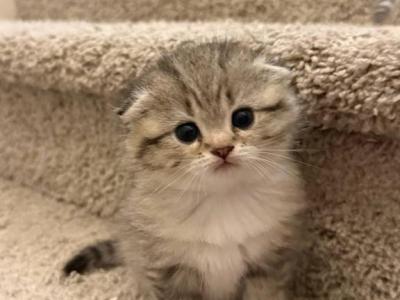 Maya - Scottish Fold - Gallery Photo #1