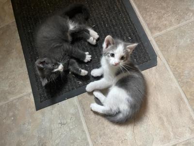 Availavle - American Shorthair - Gallery Photo #1