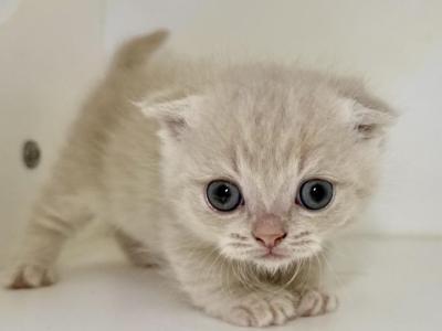 Camilla Babies - Minuet - Gallery Photo #1