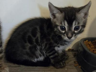Silver Charcoal Gray Collar - Bengal - Gallery Photo #1