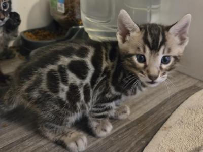 Silver Rosetted Male Blue Collar - Bengal - Gallery Photo #1