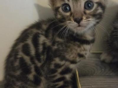 Brown Rosetted Male - Bengal - Gallery Photo #1