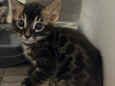 Charcoal Brown Collar - Bengal - Gallery Photo #1