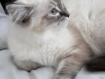 Bueatiful Ragdoll Girl - Ragdoll - Gallery Photo #1