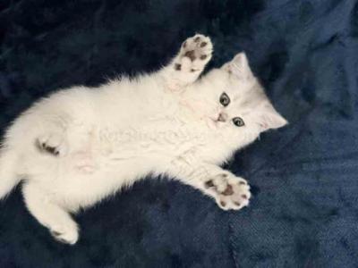 Evan Silver Shaded Chinchilla British Shorthair - British Shorthair - Gallery Photo #1