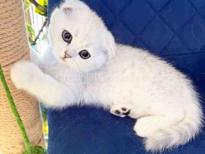 TikTok Star Eve Girl Scottish Fold Silver Shaded - Scottish Fold - Gallery Photo #1