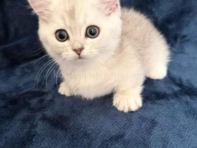 Ellis Baby Boy Munchkin Silver Shaded Short Leg - Munchkin - Gallery Photo #1