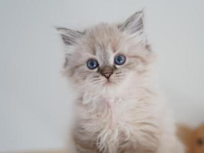 Greta - Siberian - Gallery Photo #1