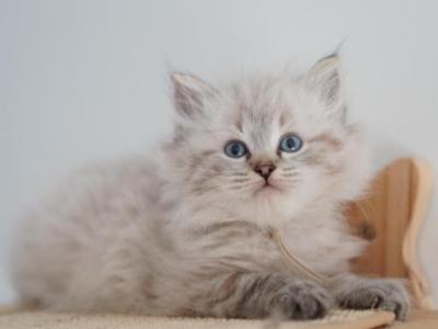 Griff - Siberian - Gallery Photo #1