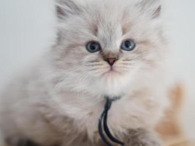 George - Siberian - Gallery Photo #1