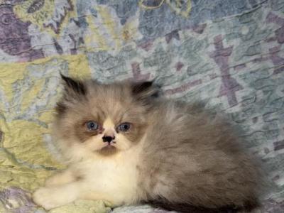 Cosmo - Ragdoll - Gallery Photo #1