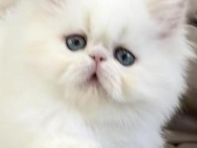 SUGAR - Himalayan - Gallery Photo #1