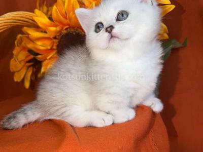 Fiona Baby Munchkin Short Legs Silver Shaded Girl - Munchkin - Gallery Photo #1