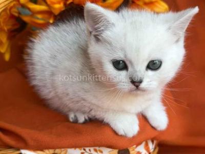 Fender Silver Shaded Chinchilla British Shorthair - British Shorthair - Gallery Photo #1