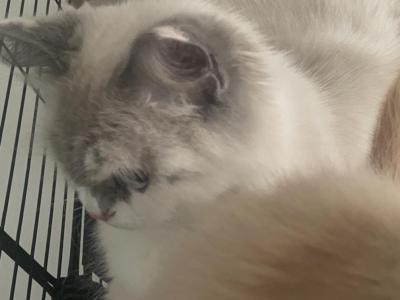 Lily - Himalayan - Gallery Photo #1