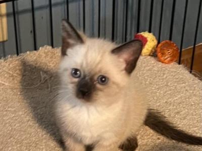 Sammy - Siamese - Gallery Photo #1