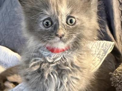 Cleopatras Litter - Maine Coon - Gallery Photo #1