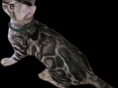 SILVER Male And Females Bengal Kittens - Bengal - Gallery Photo #1