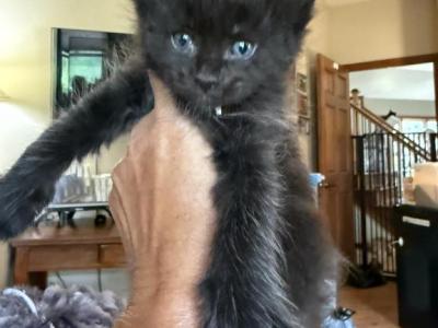 Maine Coon BOYS - Maine Coon - Gallery Photo #1
