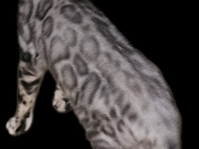 GORGEOUS SILVER Female Bengal Kittens - Bengal - Gallery Photo #1