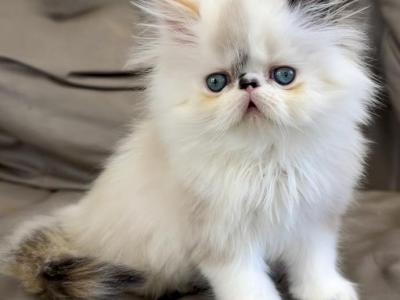 Bella - Persian - Gallery Photo #1