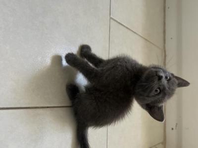 Ruby - Russian Blue - Gallery Photo #1